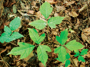 Poison Ivy, Photo by Wikipedia/Stilfehler