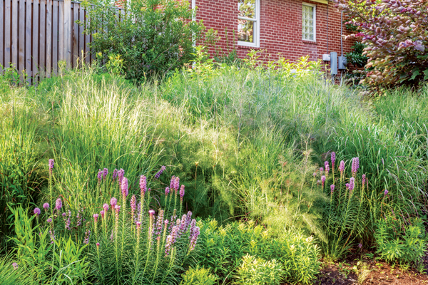 Lawn Gone - Arlington Magazine